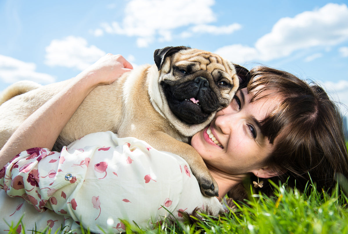 Is a Pug the Right Companion Dog for You?