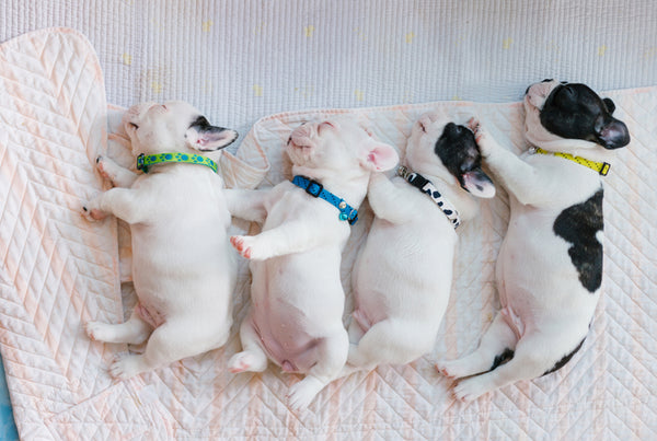 5 Golden Rules for Raising Happy, Healthy Baby Pugs