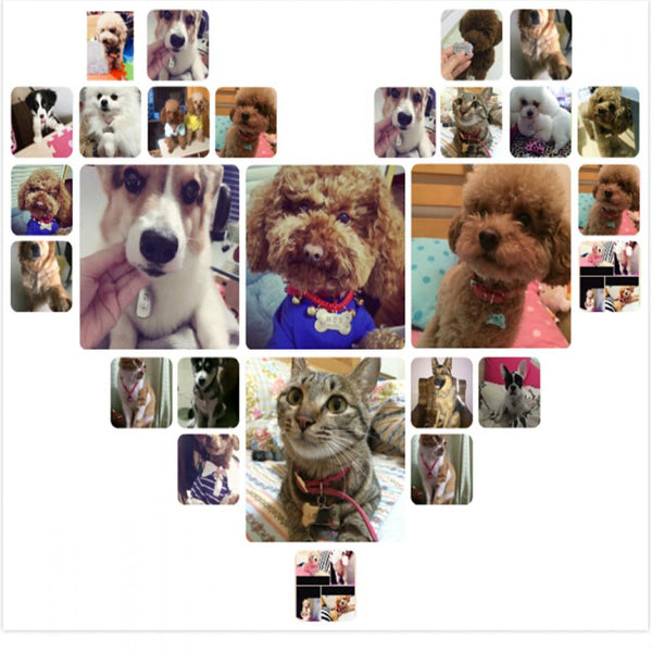 Double Sided Pet ID Tag