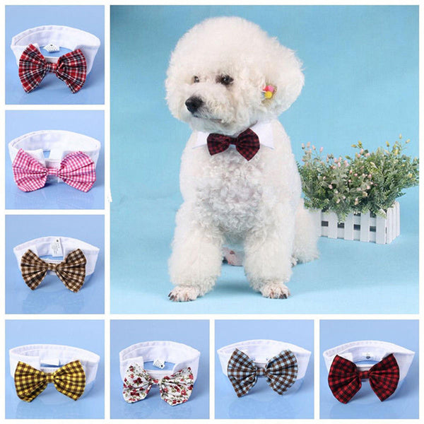 Puppy Teddy Bow Tie